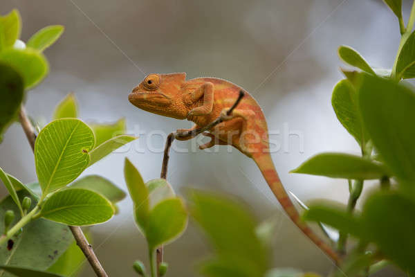 Perinet chameleon, (Calumma gastrotaenia) Stock photo © artush