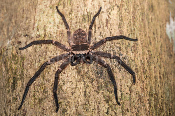 big huntsman spider on tree Madagascar Stock photo © artush