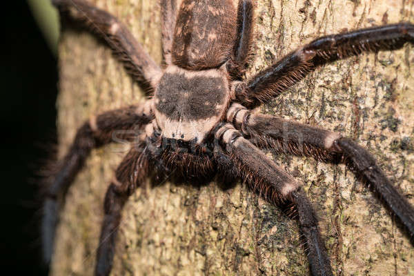 big huntsman spider on tree Madagascar Stock photo © artush
