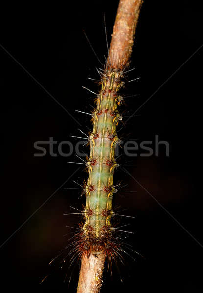 Gąsienica wścibski Madagaskar niebezpieczeństwo charakter rezerwa Zdjęcia stock © artush