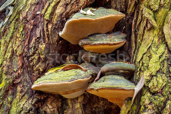 autumn mushroom Stock photo © artush