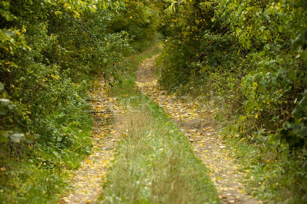 Vidéki út gazdag lombhullató erdő időjárás ősz Stock fotó © artush