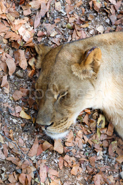 Porträt groß schlafen weiblichen Löwen Augen Stock foto © artush