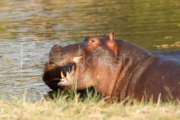 Two fighting young male hippopotamus Hippopotamus Stock photo © artush