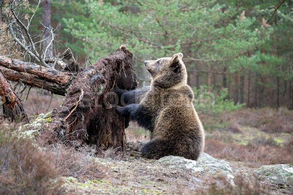 Braunbär Winter Wald groß weiblichen Europa Stock foto © artush