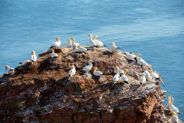 北方 座って 巣 美しい 海 鳥 ストックフォト © artush