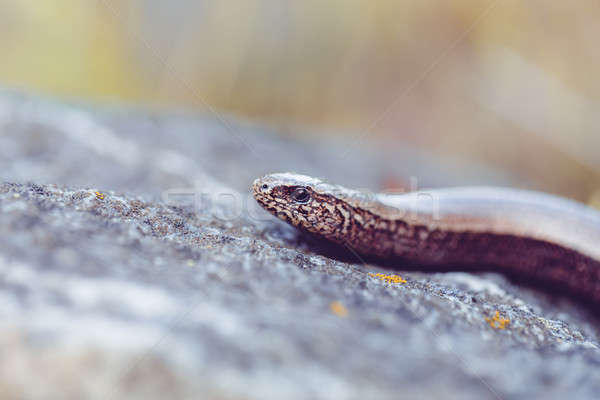 Lent ver aveugle serpents alimentaire ravageur Photo stock © artush