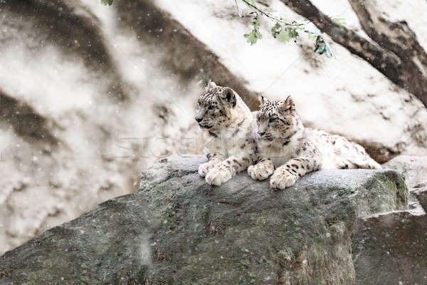 Foto stock: Neve · leopardo · família · big · cat · textura · gato