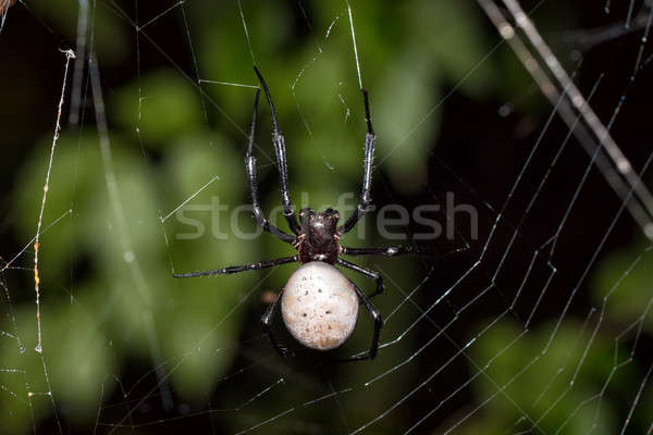 Stock photo: big white spider Nephilengys livida Madagascar