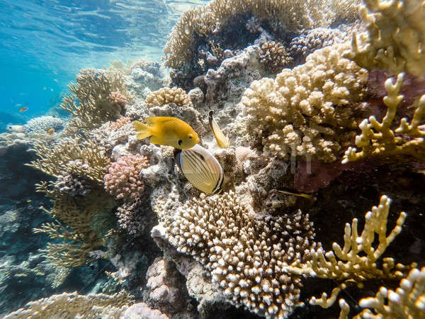 Sulphur Damselfish and Blacktail butterflyfish fish on coral gar Stock photo © artush