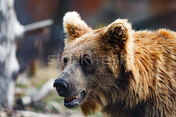 Himalayan brown bear (Ursus arctos isabellinus) Stock photo © artush