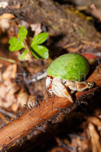 Granchio verde lumaca shell Madagascar naturale Foto d'archivio © artush