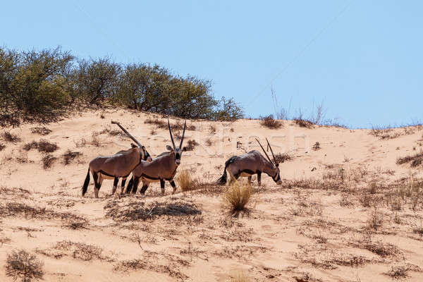 Gemsbok, Oryx gazella on sand dune Stock photo © artush