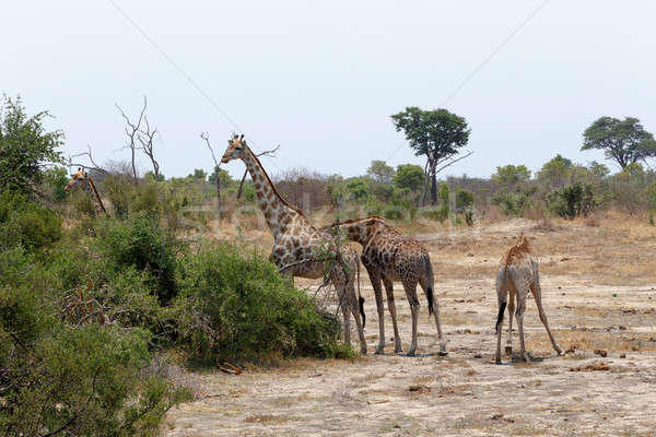 Giraffa camelopardalis in national park, Hwankee Stock photo © artush