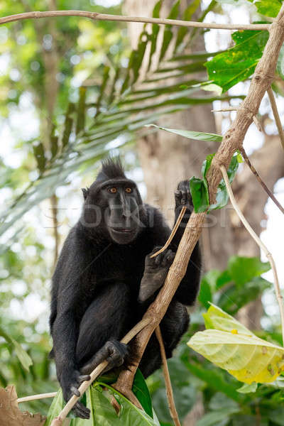 Celebes crested macaque, Sulawesi, Indonesia Stock photo © artush