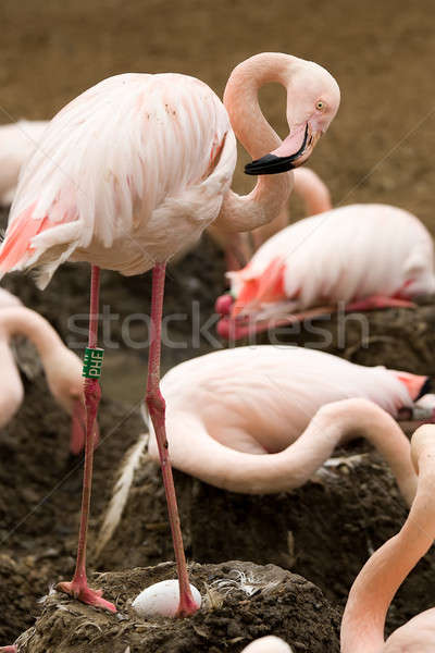 Beautiful American Flamingos on eng in nest Stock photo © artush