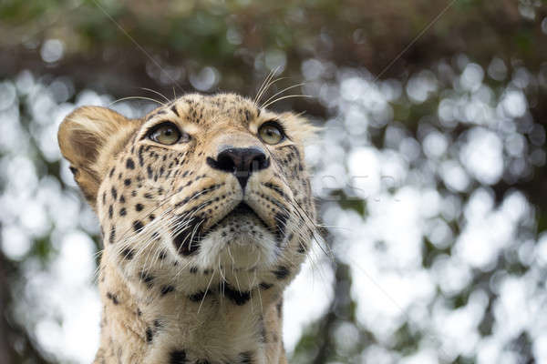 head shot of Persian leopard Stock photo © artush