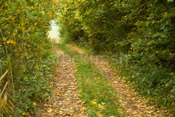 Country road through rich deciduous forest Stock photo © artush