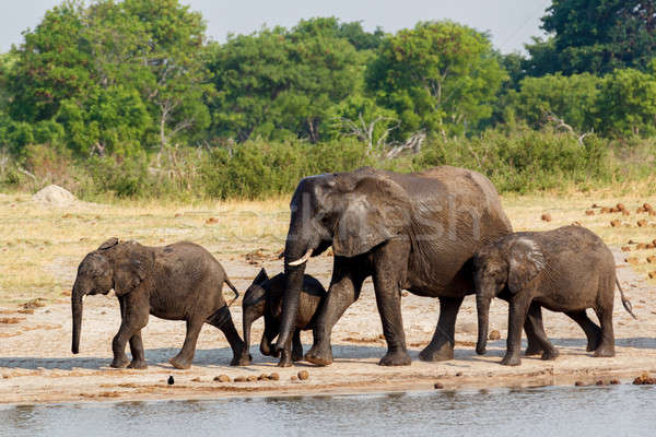 Afrikai elefántok iszik sáros park Botswana Stock fotó © artush