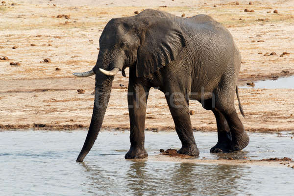 African elephants drinking at a muddy waterhole Stock photo © artush