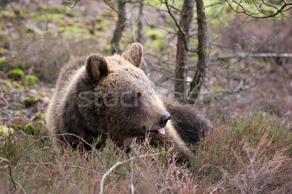 Бурый медведь зима лес большой женщины пейзаж Сток-фото © artush