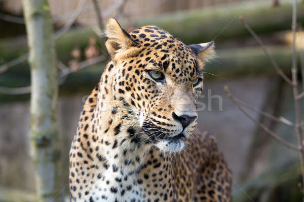 portrait of Persian leopard Stock photo © artush