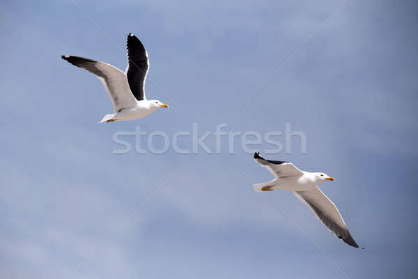 flying European Herring Gulls, Larus argentatus Stock photo © artush