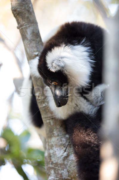 Black-and-white ruffed lemur (Varecia variegata subcincta) Stock photo © artush