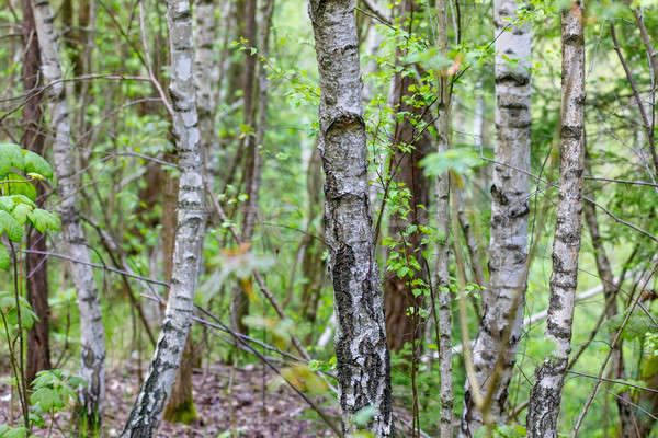 birch tree in countryside Stock photo © artush