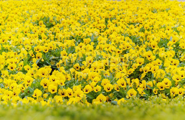 yellow pansy flowers Stock photo © artush