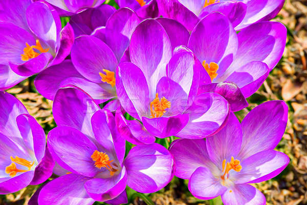 macro of first spring flowers in garden crocus abstract painting effect Stock photo © artush