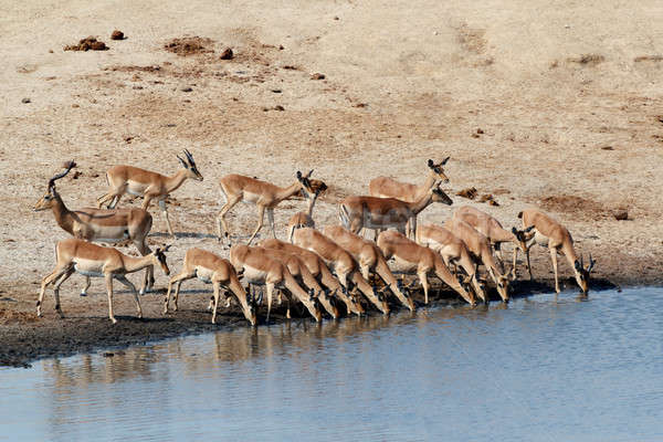 drinking impala herd Stock photo © artush
