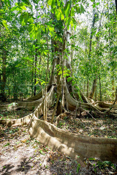 massive tree is buttressed by roots Tangkoko Park Stock photo © artush
