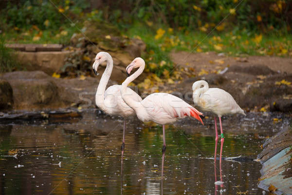 Beautiful American Flamingos Stock photo © artush