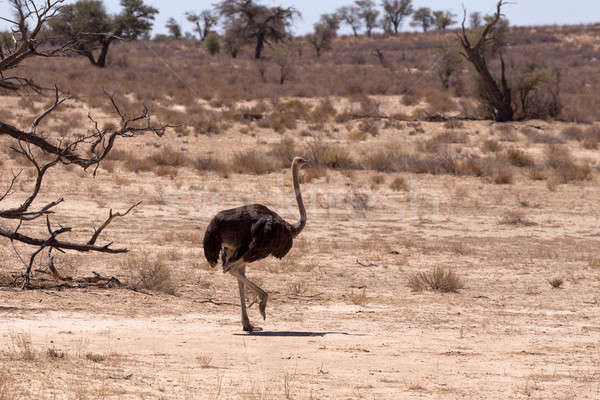 Strauß Südafrika Tierwelt Fotografie Frühling Natur Stock foto © artush