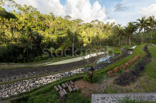 Rice terraced paddy fields Stock photo © artush