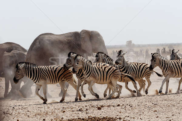 überfüllt Elefanten Zebras Park Namibia Tierwelt Stock foto © artush