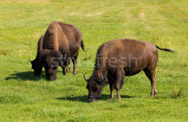Bison einfach Herde grünen Gras Stock foto © artush
