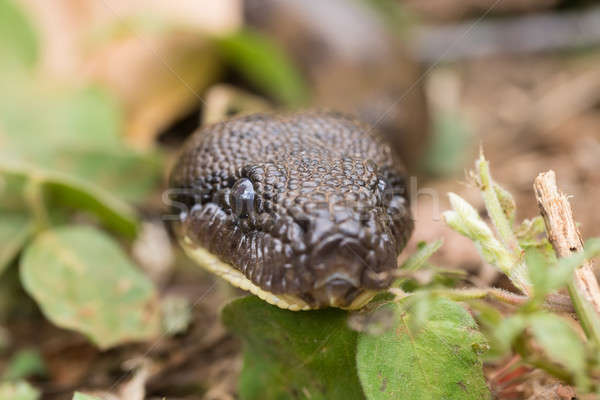 madagascar tree boa, Sanzinia madagascariensis Stock photo © artush