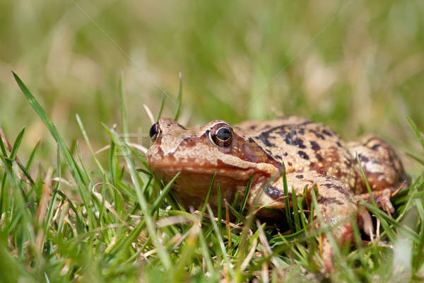 brown frog Rana temporaria Stock photo © artush