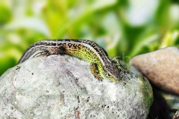 small lizard Lacerta agilis Stock photo © artush