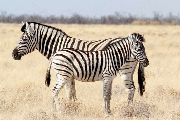 Zebra foal with mother in african bush Stock photo © artush