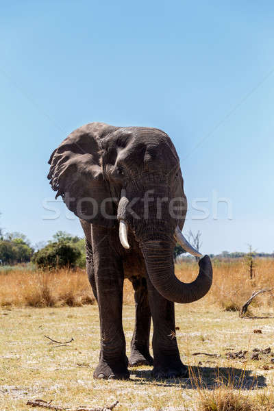 African Elephant in Caprivi Game Park Stock photo © artush
