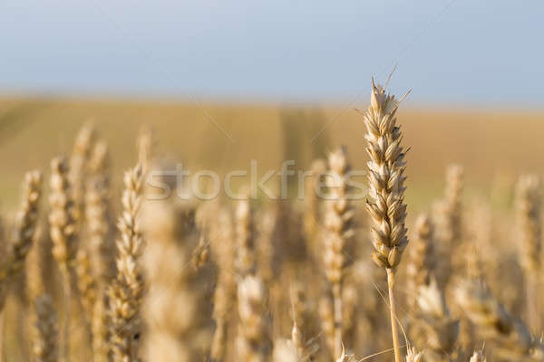 Stock foto: Golden · Weizenfeld · Sommer · Zeit · ländlichen · Szene · Wolken