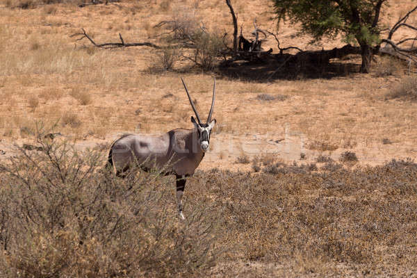 Gemsbok, Oryx gazella Stock photo © artush