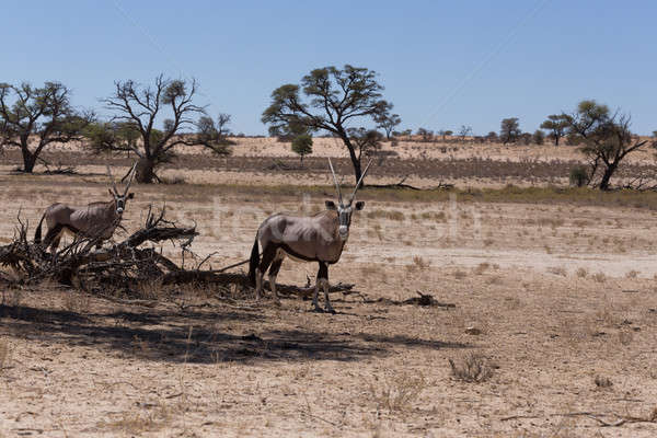 Gemsbok, Oryx gazella Stock photo © artush