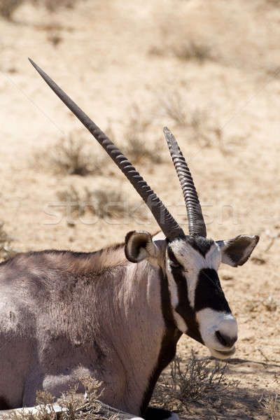 Parco Sudafrica panorama deserto animali cervo Foto d'archivio © artush