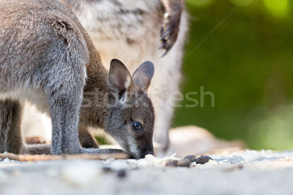 Closeup of a Red-necked Wallaby baby Stock photo © artush