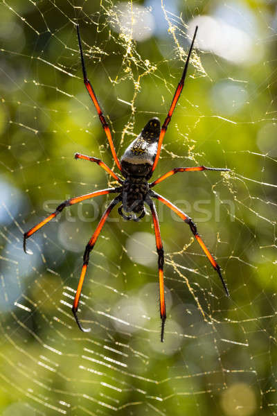 Dourado seda com gigante teia da aranha curioso Foto stock © artush
