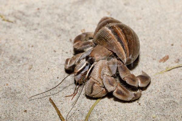 big hermit crab with snail shell Madagascar Stock photo © artush